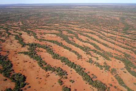 תבנית פסים טבעית של עצי שיטה בצפון-מערב אוסטרליה המדגימה תופעת ארגון עצמי במרחב. קרדיט צילום: דר. שטפן גצין