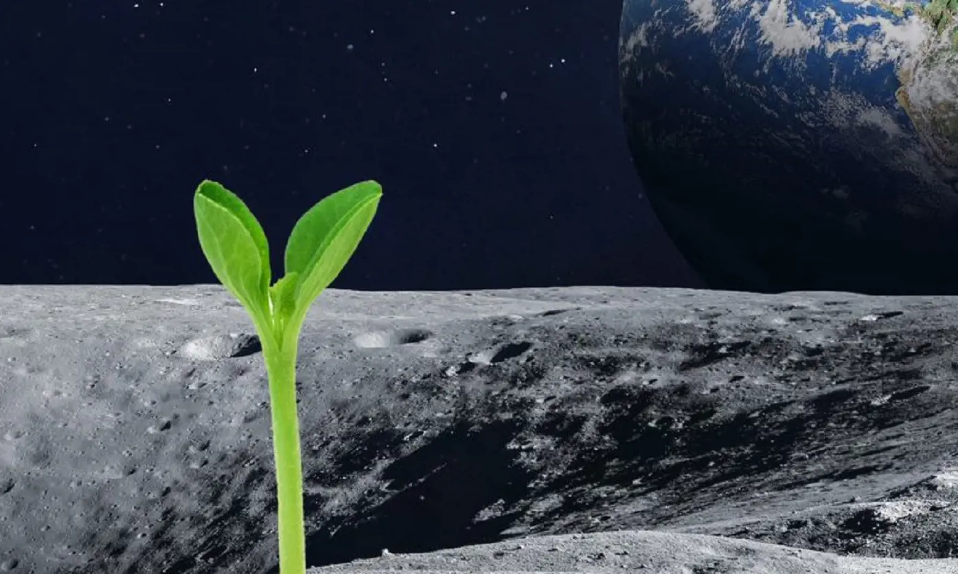 Plant On Moon 1395