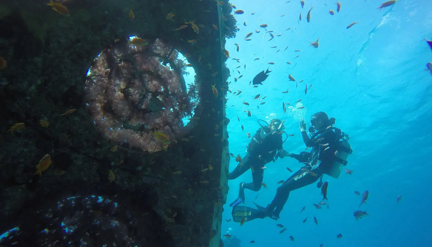 Diving The Artificial Reef Dr. Jenny Tynyakov Preview Desktop