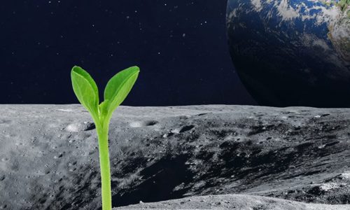 גידול צמחים על הירח - הדמיה