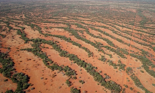 תבנית פסים טבעית של עצי שיטה בצפון-מערב אוסטרליה המדגימה תופעת ארגון עצמי במרחב | צילום: ד"ר שטפן גצין​​ Stephan Getzin
