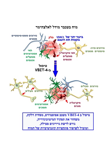 תרשים המתאר את השינויים הפתופיזיולוגיים של מחלת האלצהיימר אשר מולקולת VBIT-4 מונעת על ידי קישורה לחלבון  VDAC1