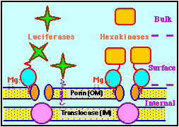 Localized hexokinases and luciferases