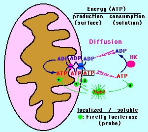 Mitochondrial compartments